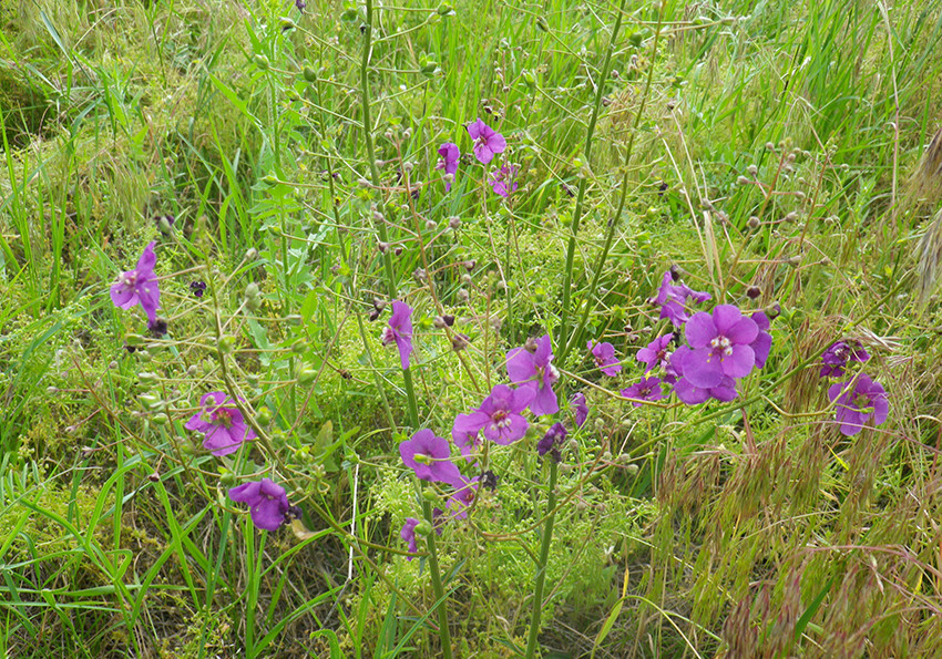 фіолетова (Verbascum phoeniceum)